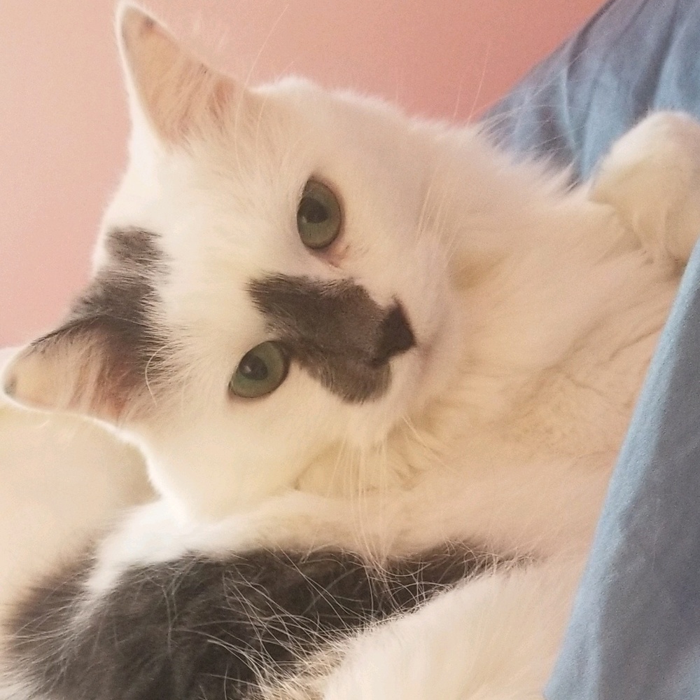 Meet your Posher, Amanda